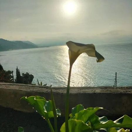 Un Mare Di Fiori *