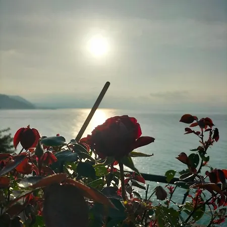 Un Mare Di Fiori Ventimiglia